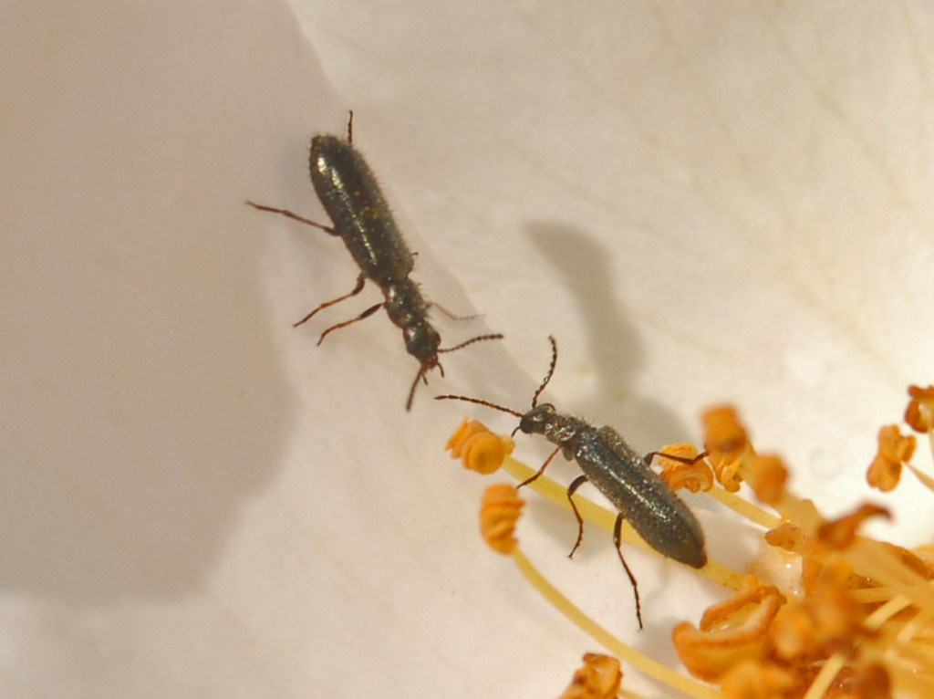 Dei piccoli coleotteri su un petalo di rosa